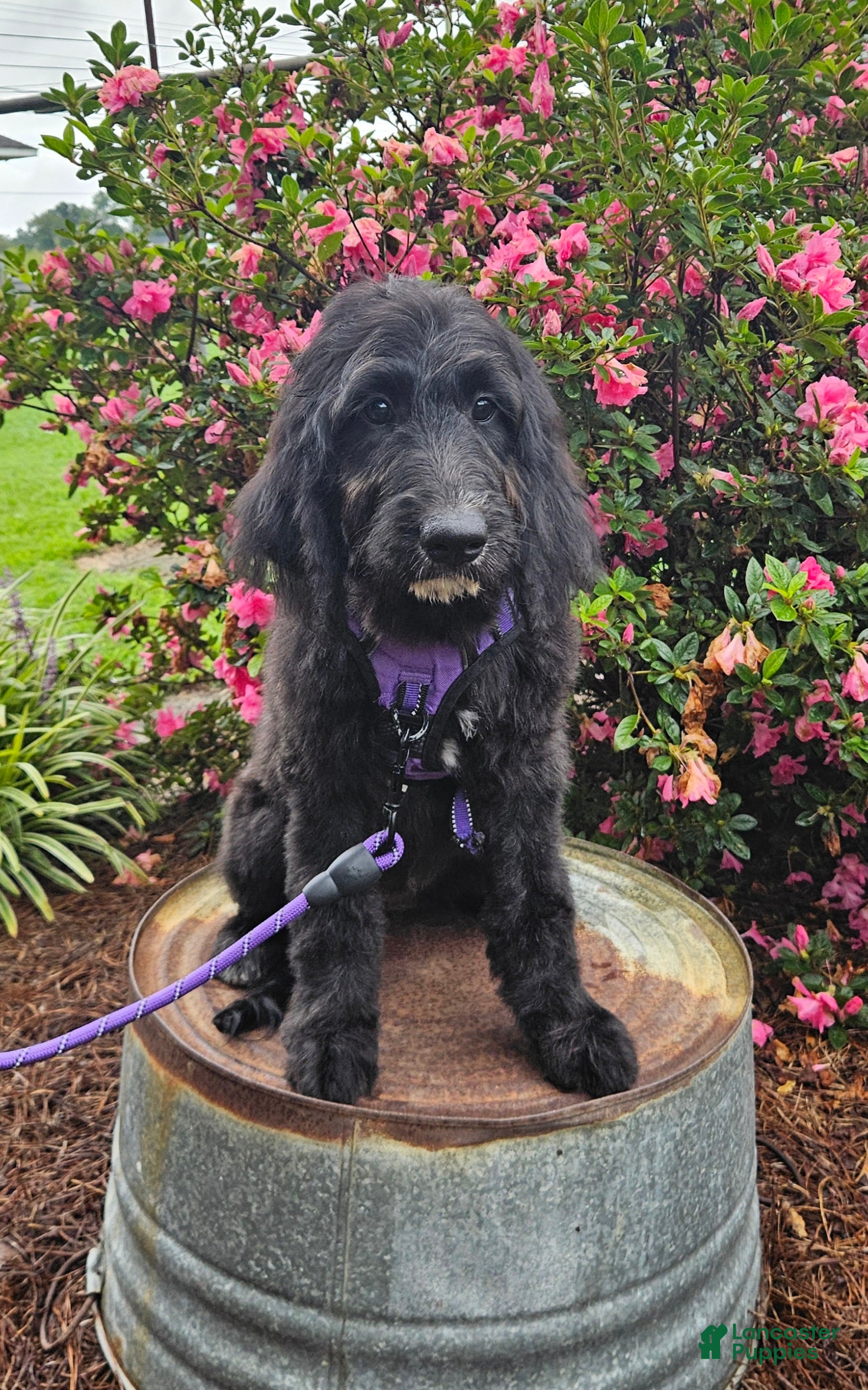 Goldendoodle dogs F1 SweetPea - Ad 32