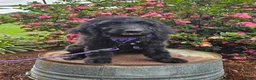 Goldendoodle dogs for sale: F1 SweetPea - Ad 1