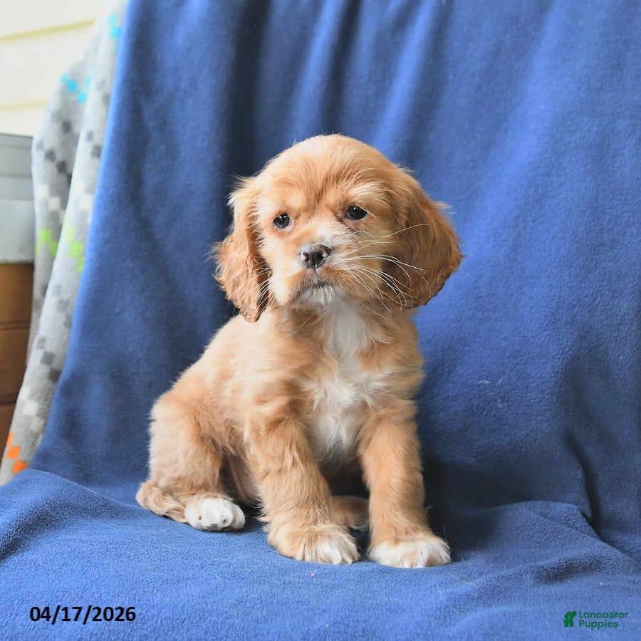 English Cocker Spaniel dogs Hope - Ad 1