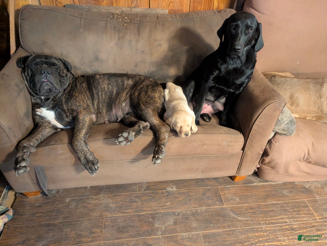 Labrador Retriever dogs for sale: Labrador Retriever Puppy 1 - Ad 2