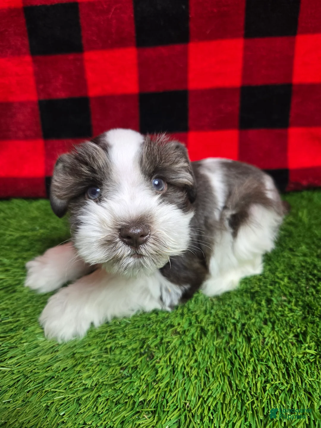 Miniature Schnauzer dogs for sale: Bruce - Ad 2