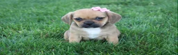 Puggle dogs for sale: Arvada  - Ad 3