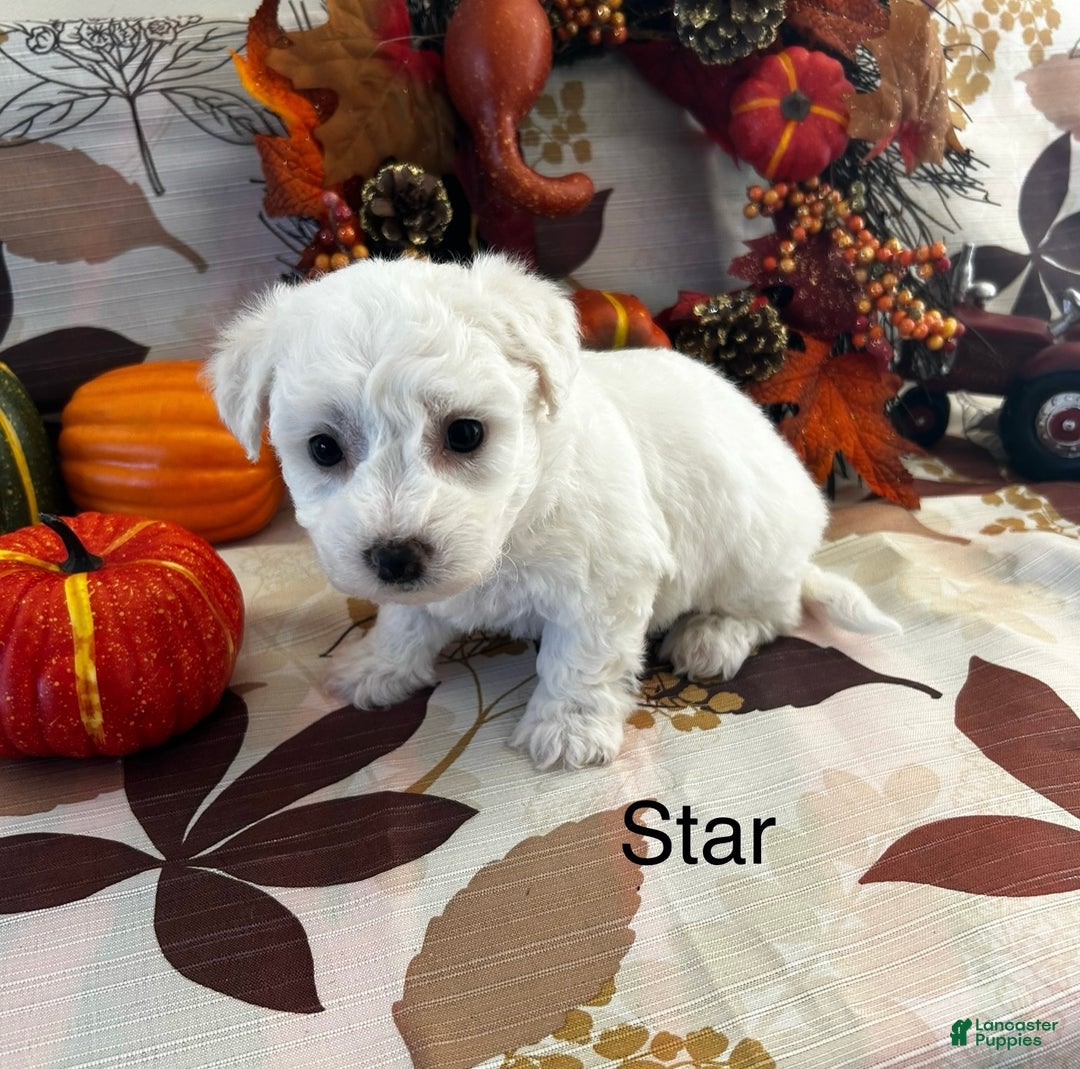 Bichon Frise dogs for sale: Bichon Frise Puppy 3 - Ad 1