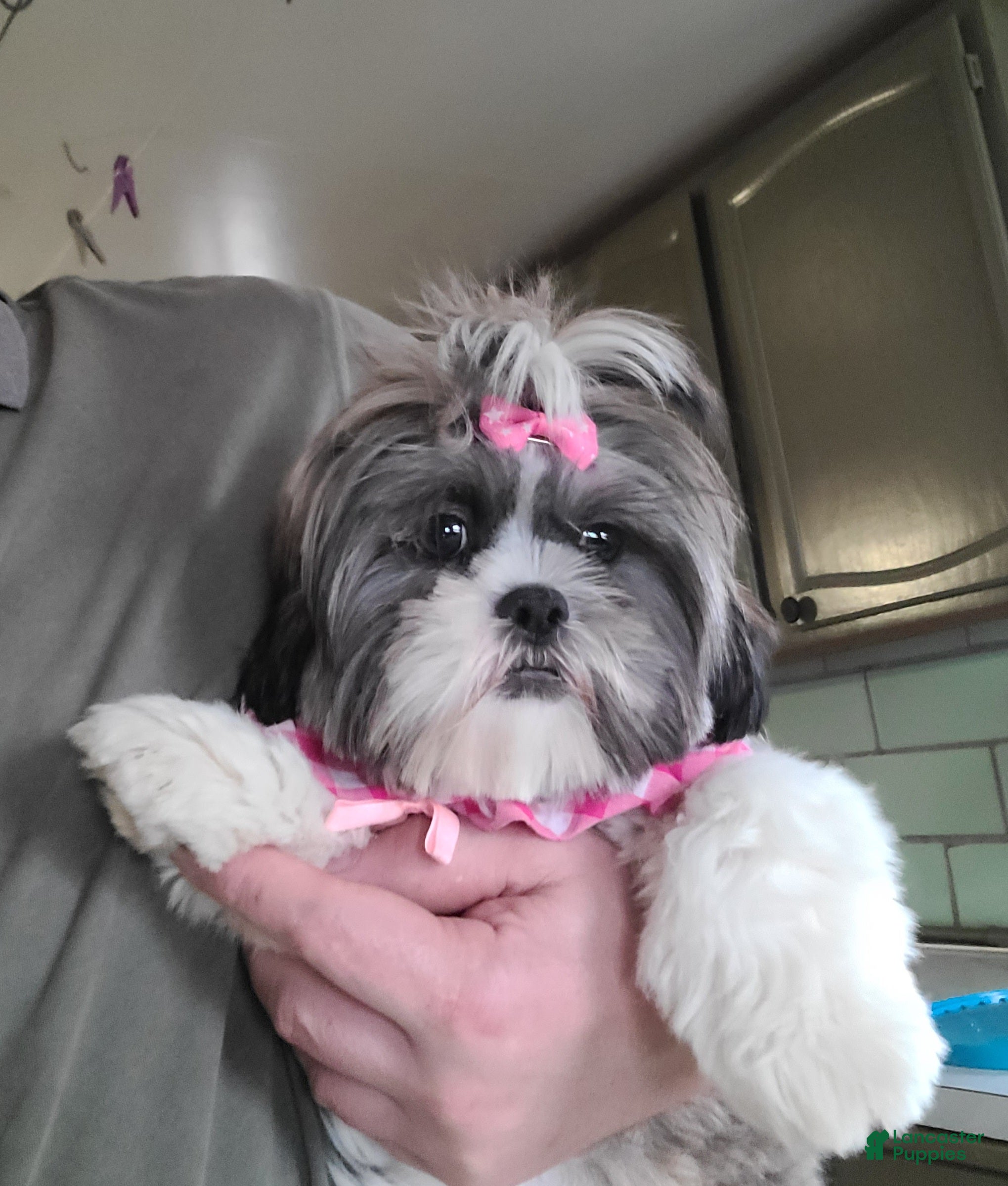 Shih Tzu dogs Lexi - Ad 2