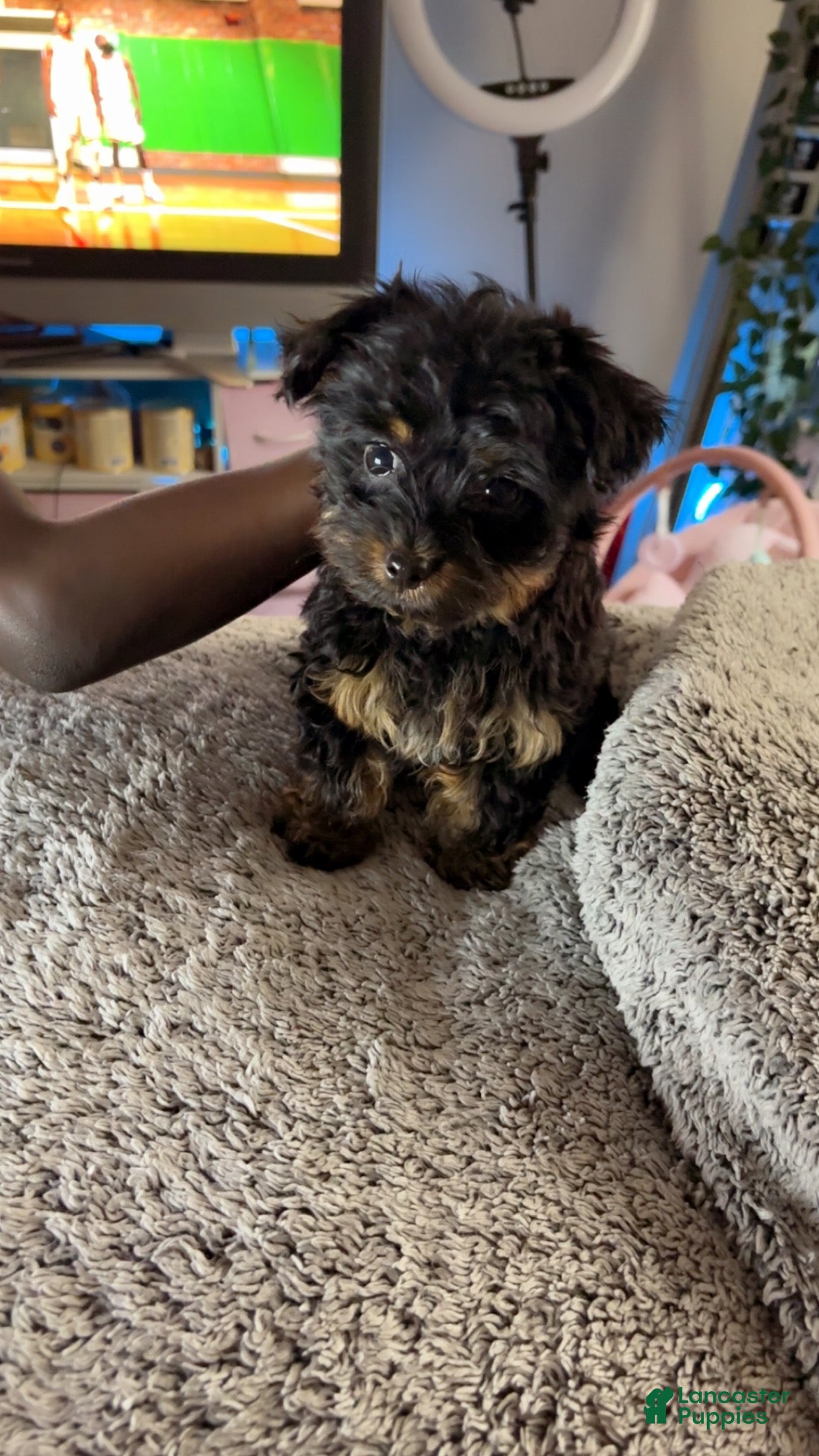 Yorkshire Terrier dogs Yorkshire Terrier Puppy 3 - Ad 31
