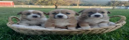 Welsh Corgi Pembroke dogs for sale: Maddie  - Ad 17