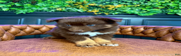 Pomsky dogs for sale: Theo - Ad 6