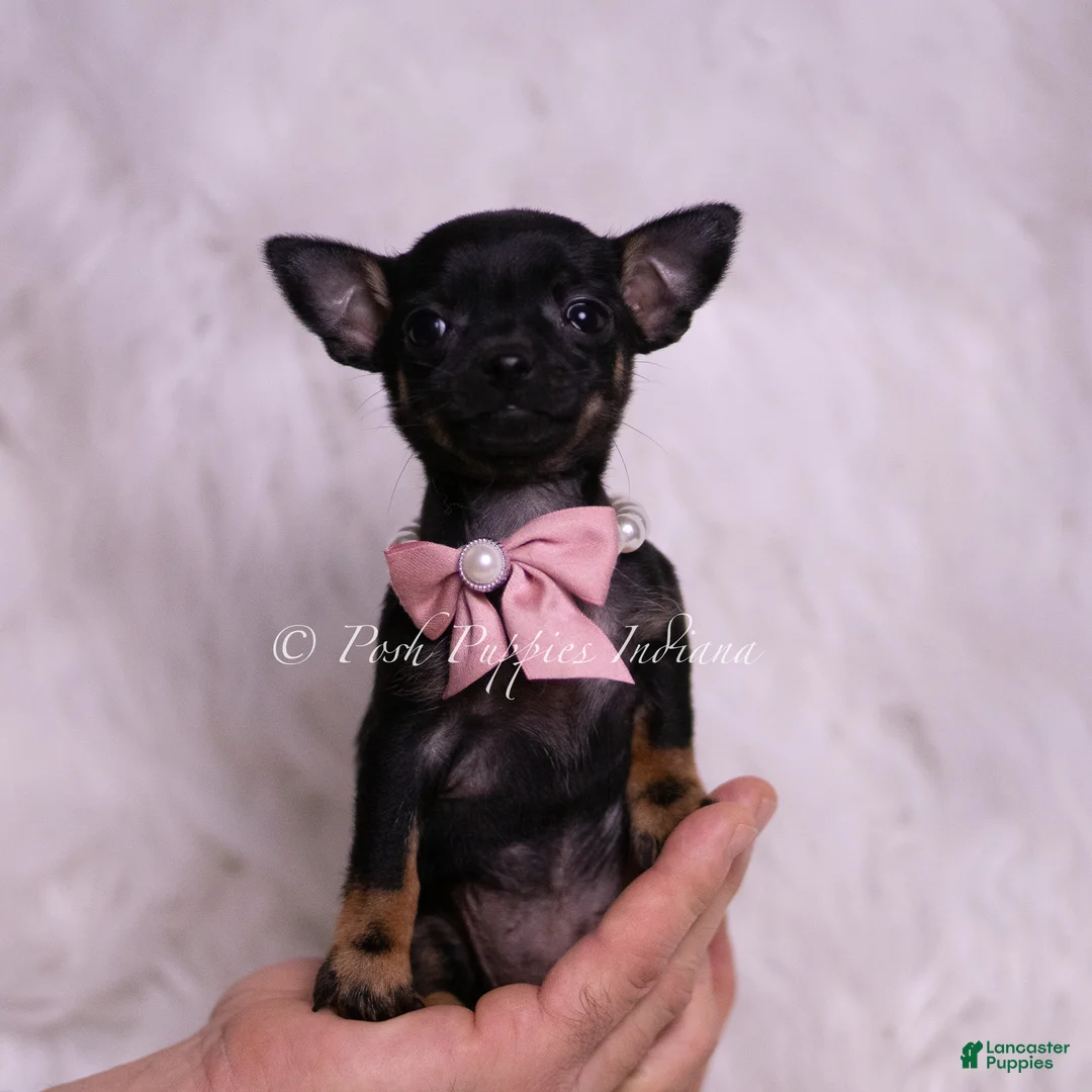 Chihuahua dogs for sale: Chickie - Ad 2