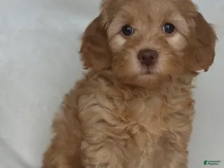 Mixed Breed dogs for sale: Shiloh - Ad 3