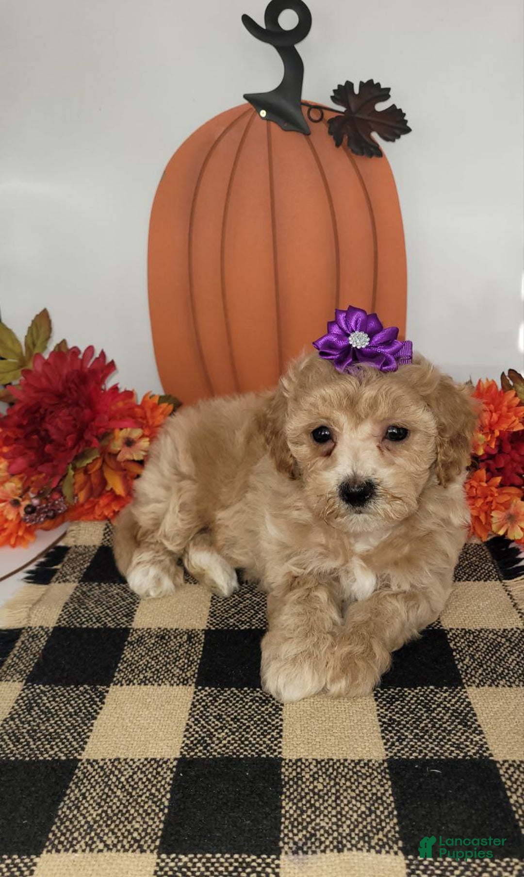 Bichpoo dogs for sale: Honey - Ad 3