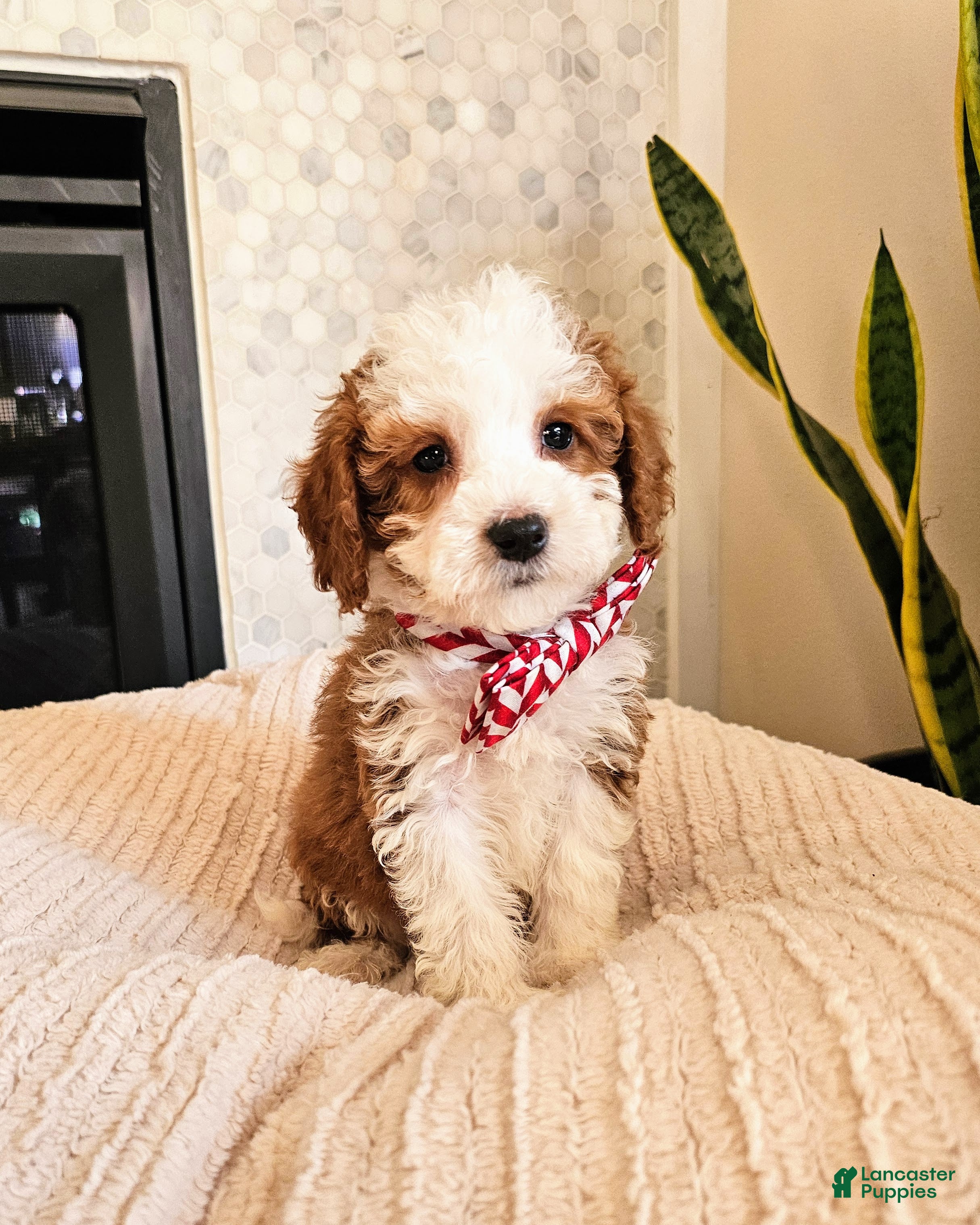 Mini Goldendoodle dogs Atlas - Male Petite Mini Goldendoodle - Ad 25