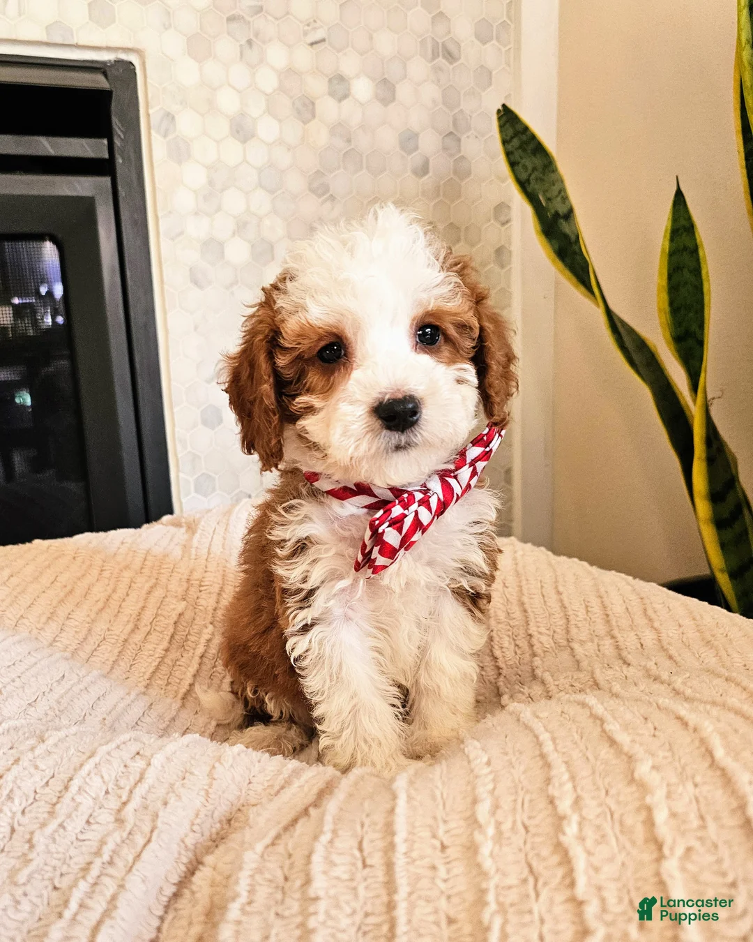 Mini Goldendoodle dogs for sale: Atlas - Male Petite Mini Goldendoodle - Ad 1