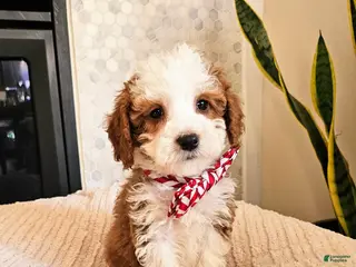 Mini Goldendoodle dogs Atlas - Male Petite Mini Goldendoodle - Ad 25