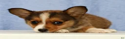 Mixed Breed dogs for sale: Daisy - Ad 4