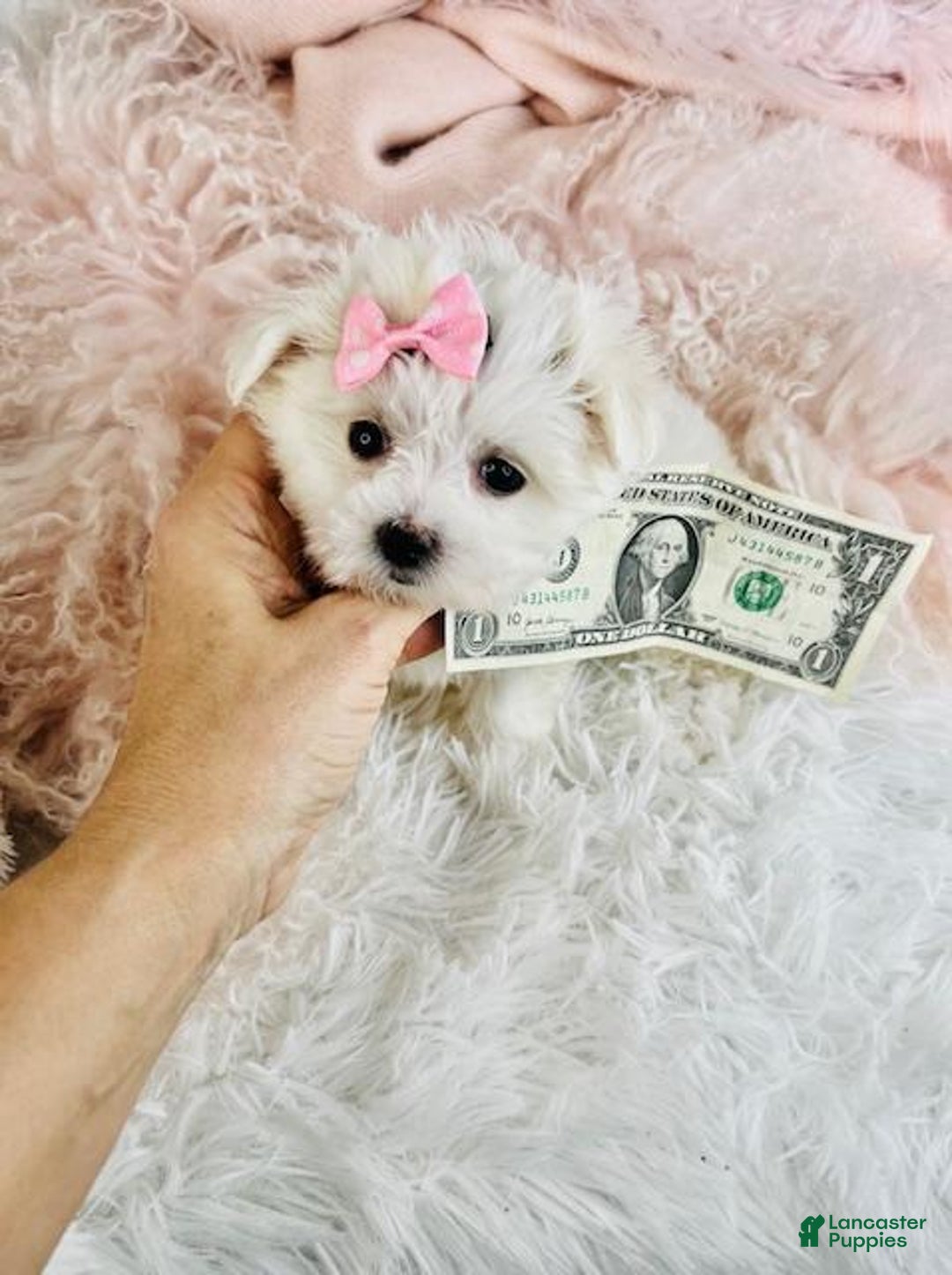 Maltese dogs for sale: Teacup Maltese Puppy 1 - Ad 4