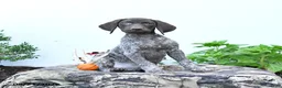 German Shorthaired Pointer dogs for sale: Moonlight - Ad 4