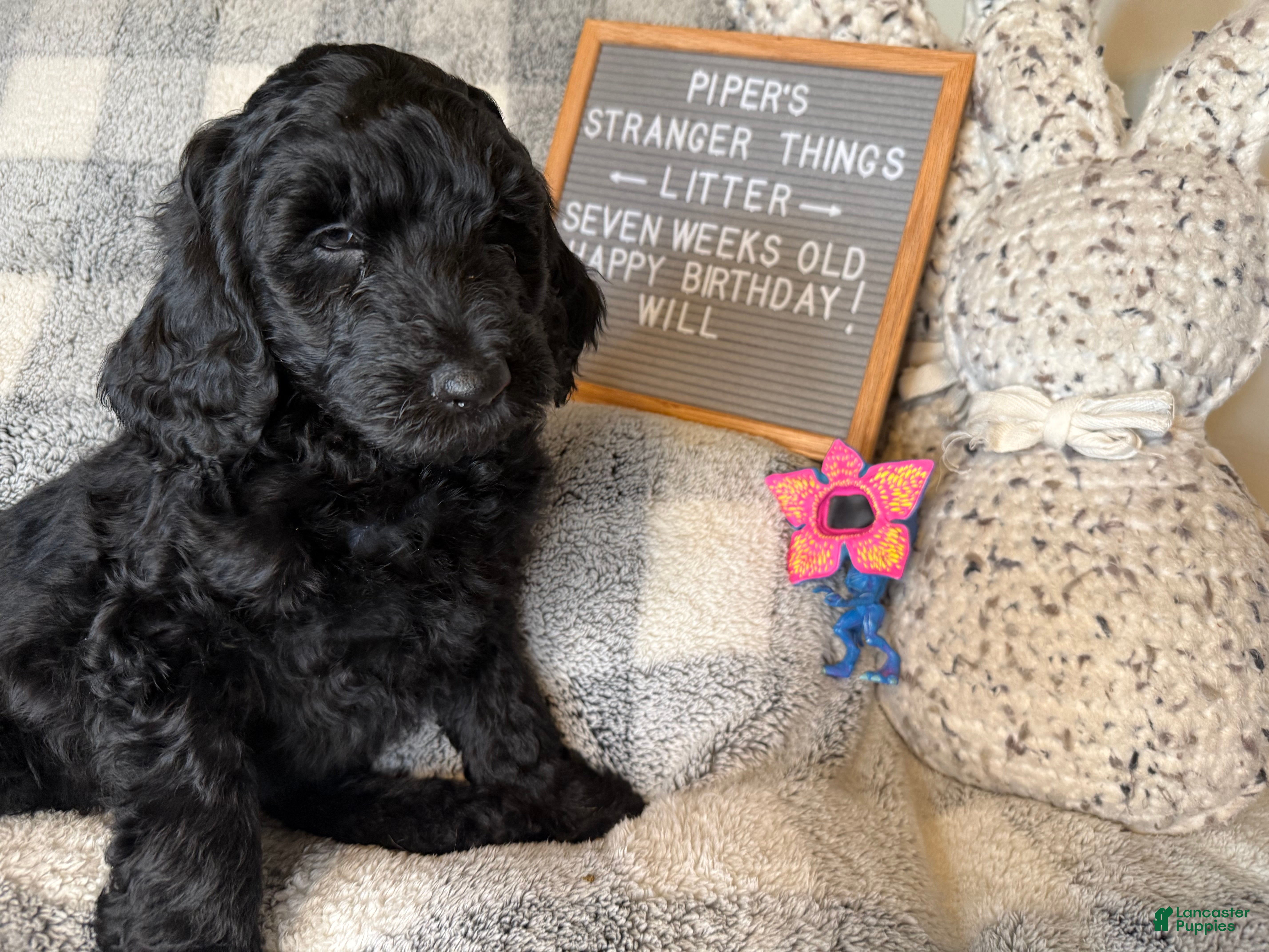 Goldendoodle dogs Will - Ad 30