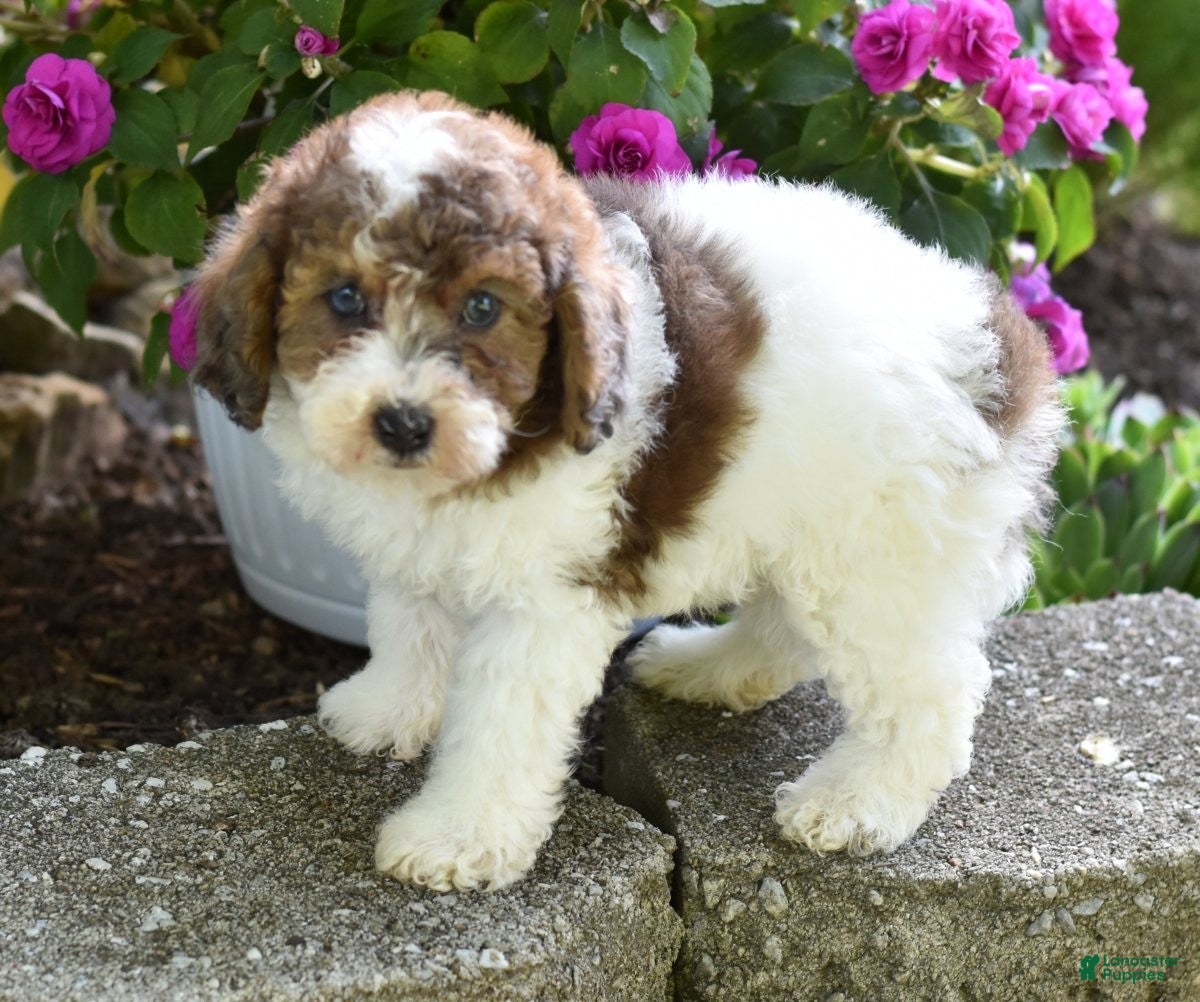 Miniature Poodle dogs for sale: Archie - Ad 9