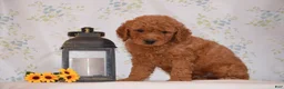 Mini Goldendoodle dogs for sale: Ash  - Ad 1