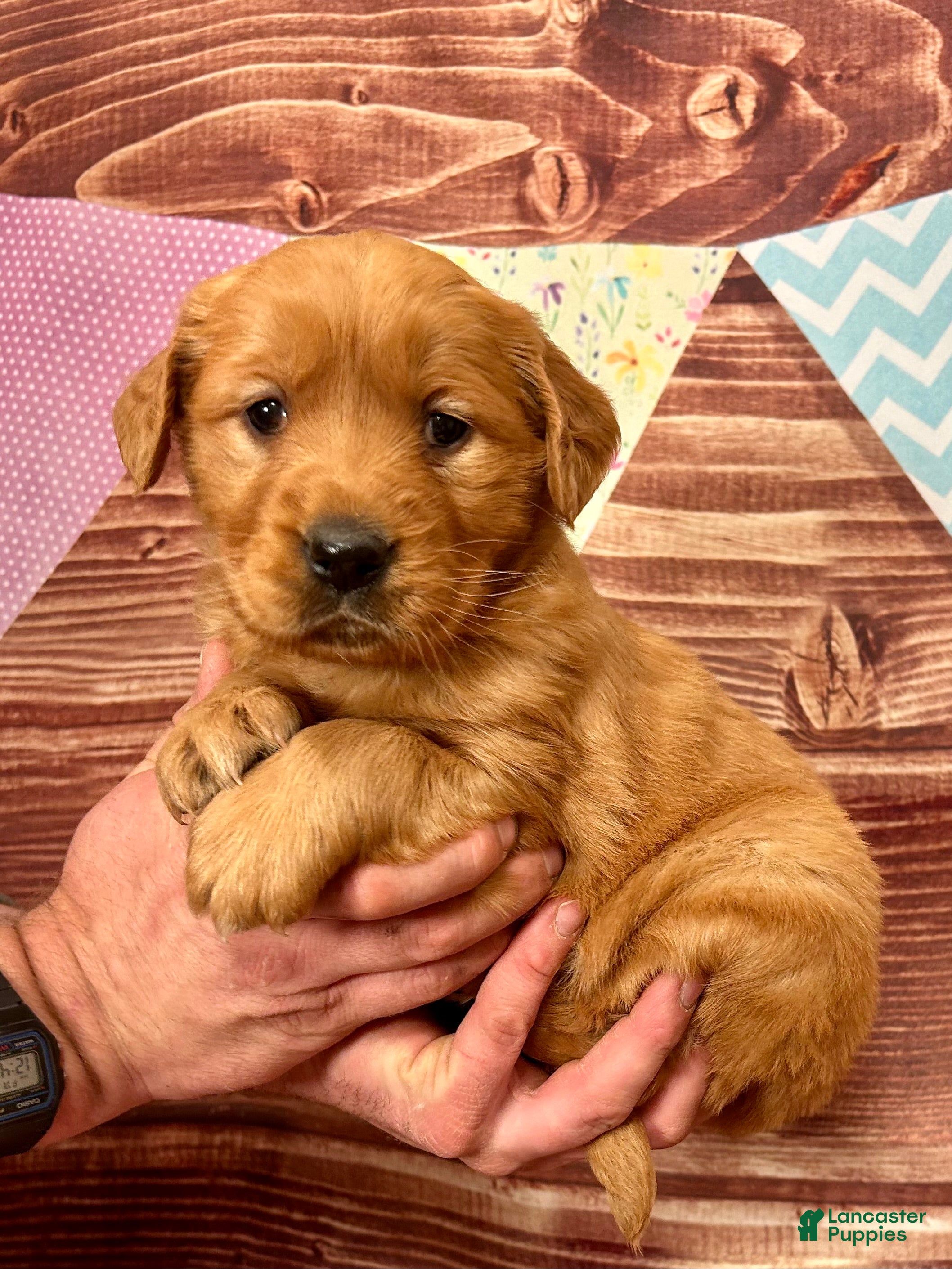 Golden Retriever dogs Juliet  - Ad 2