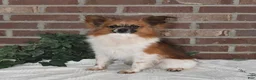 Papillon dogs for sale: Anastasia - Ad 7