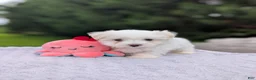 Maltese dogs for sale: Nick - Ad 11