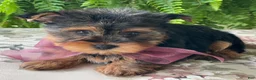 Yorkshire Terrier dogs for sale: Flo - Ad 9