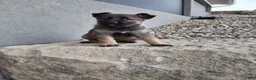 German Shepherd dogs for sale: Lily - Ad 3