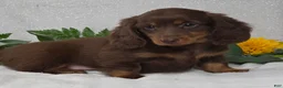 Miniature Dachshund dogs for sale: Joash - Ad 4