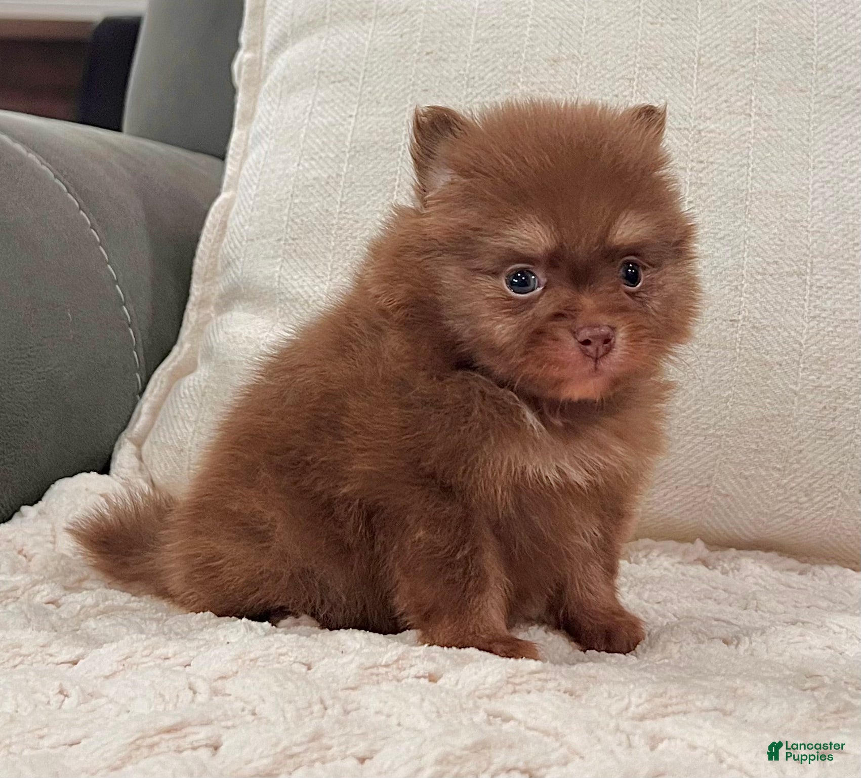 Pomeranian dogs Smurf - Ad 2