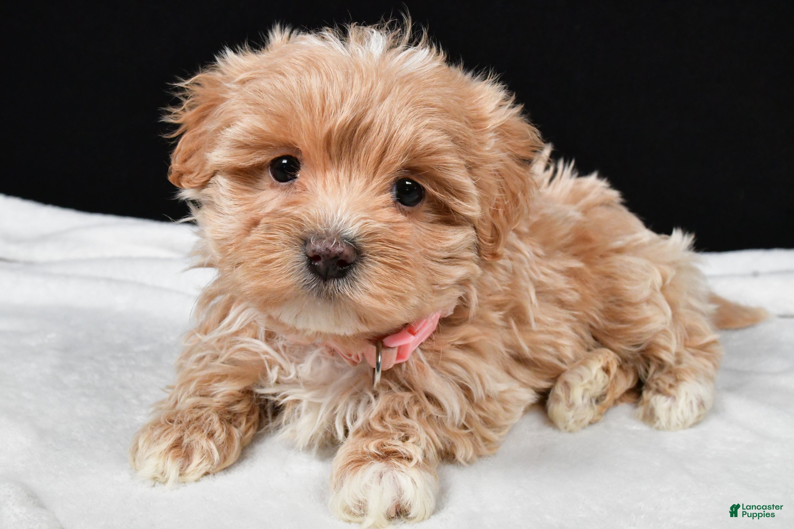 Maltipoo dogs Velvet - Ad 29