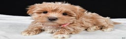 Maltipoo dogs for sale: Velvet - Ad 1