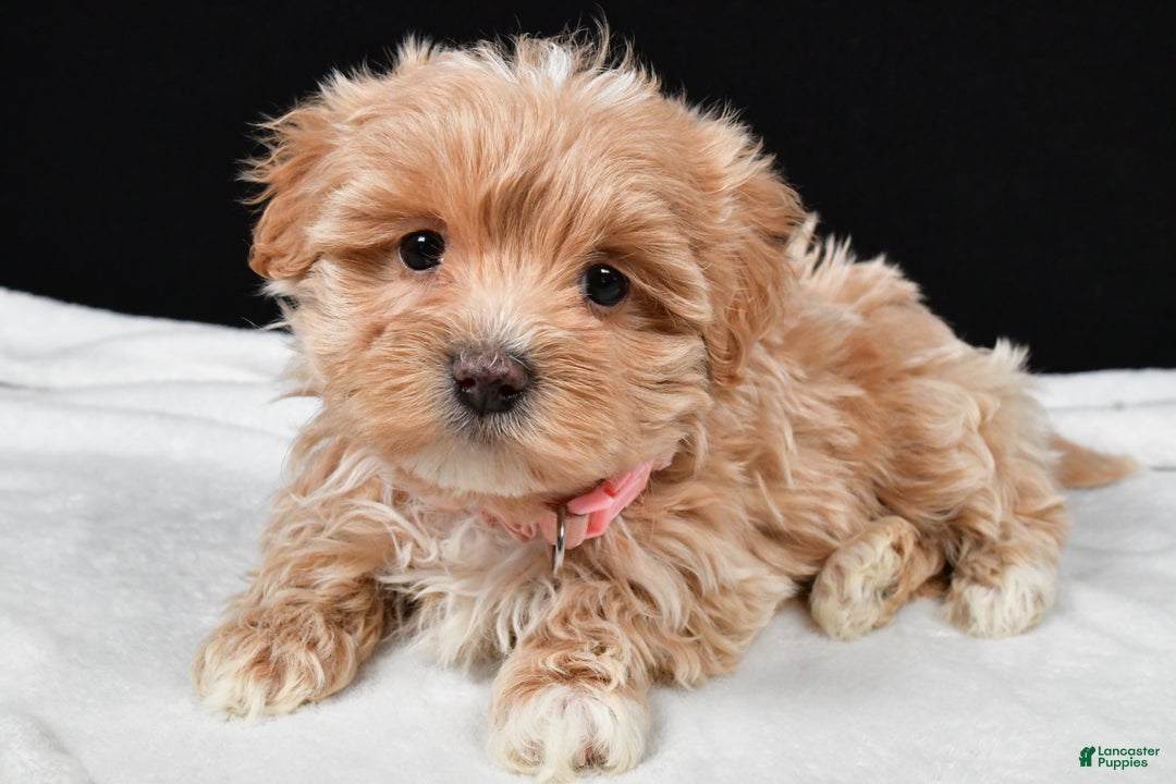 Maltipoo dogs for sale: Velvet - Ad 1