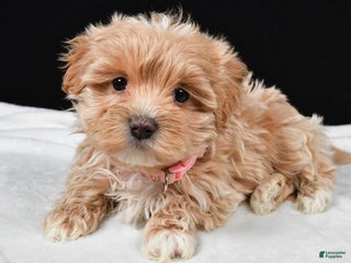 Maltipoo dogs Velvet - Ad 19