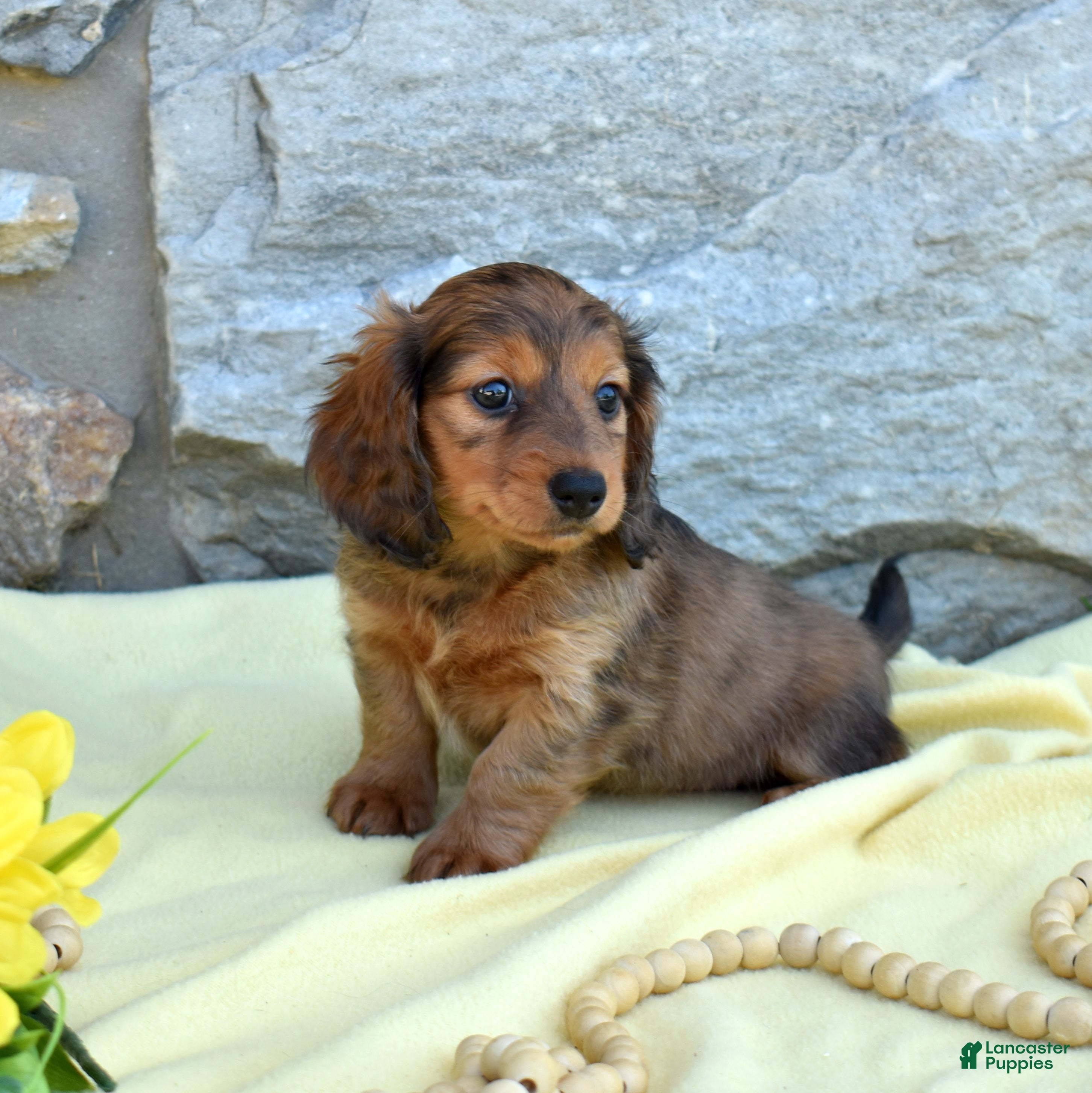 Miniature Dachshund dogs Hazel - Ad 2