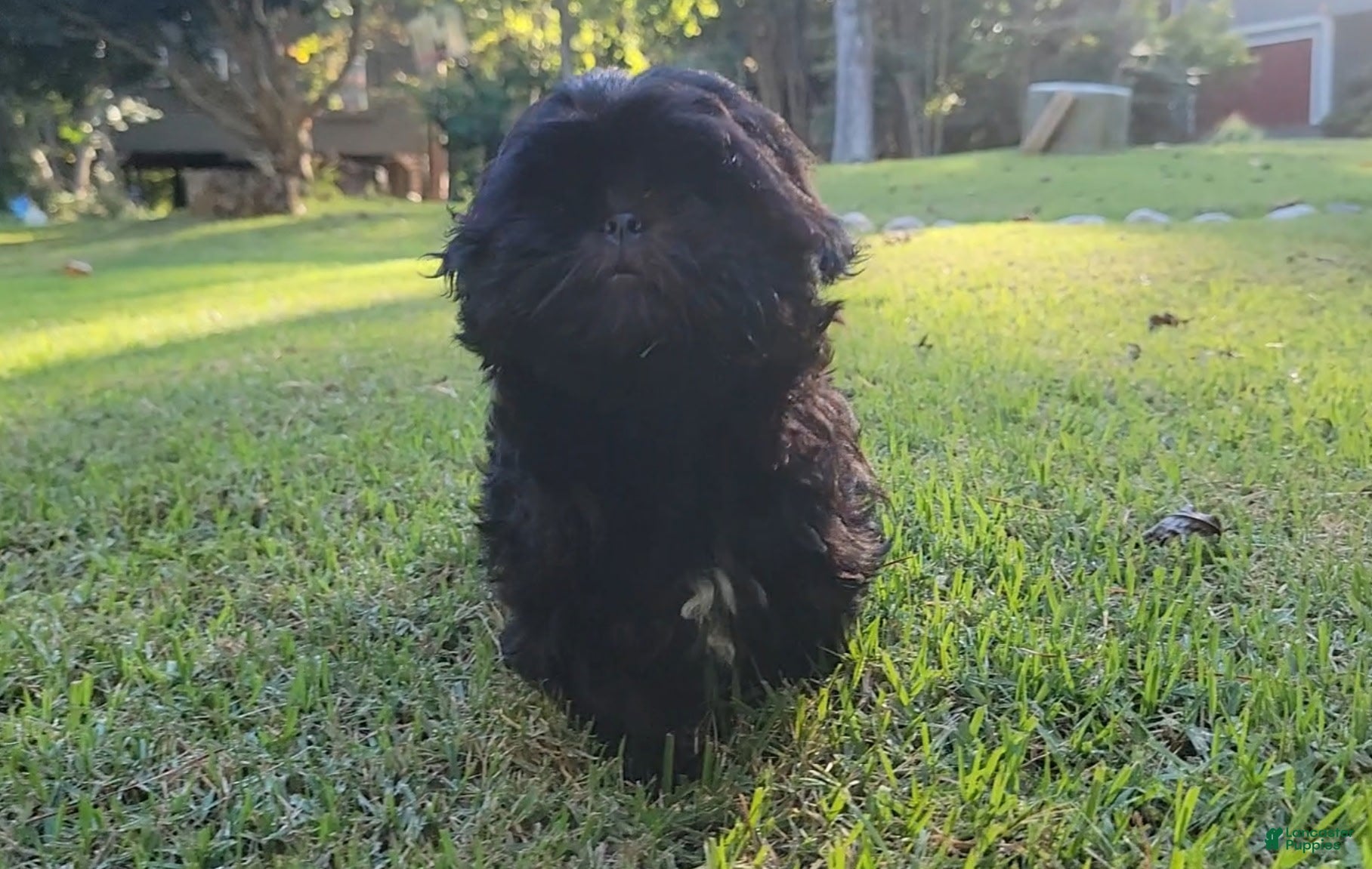Shih Tzu dogs Sable - Ad 7