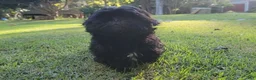 Shih Tzu dogs for sale: Sable - Ad 1