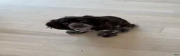 English Cocker Spaniel dogs for sale: English Cocker Spaniel Puppy - Coco 🐾 - Ad 6