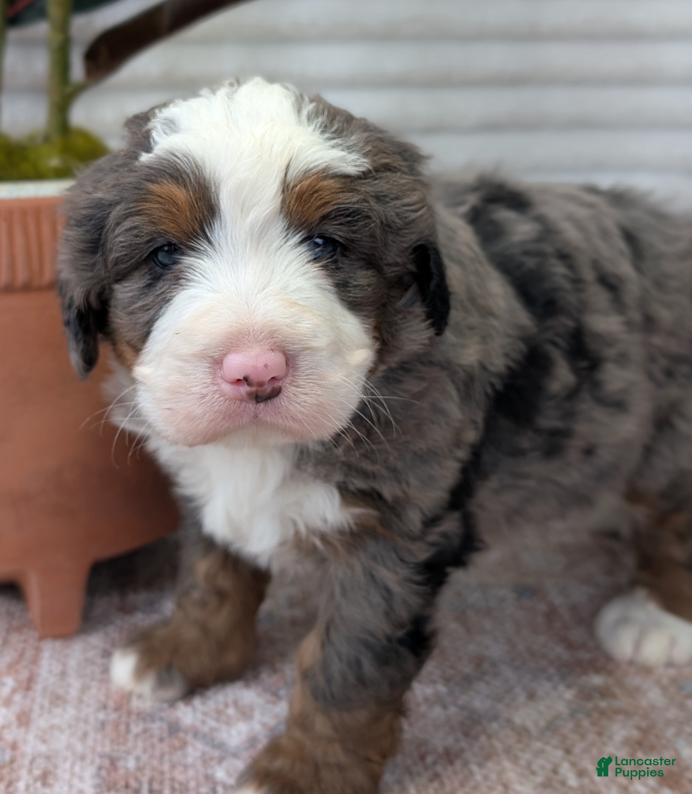 Bernedoodle dogs for sale: Spencer - Ad 10