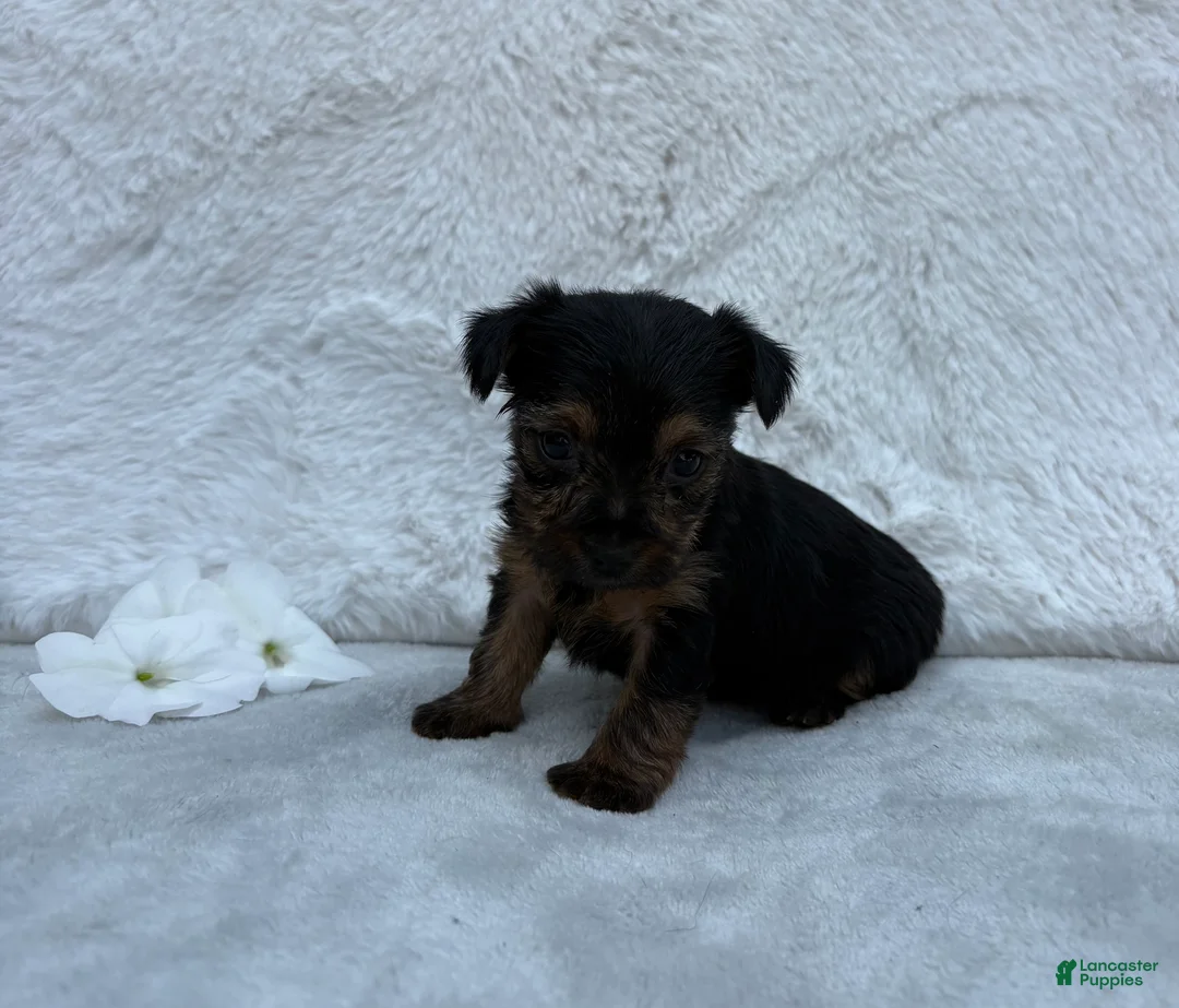 Yorkshire Terrier dogs for sale: Chloe  - Ad 1
