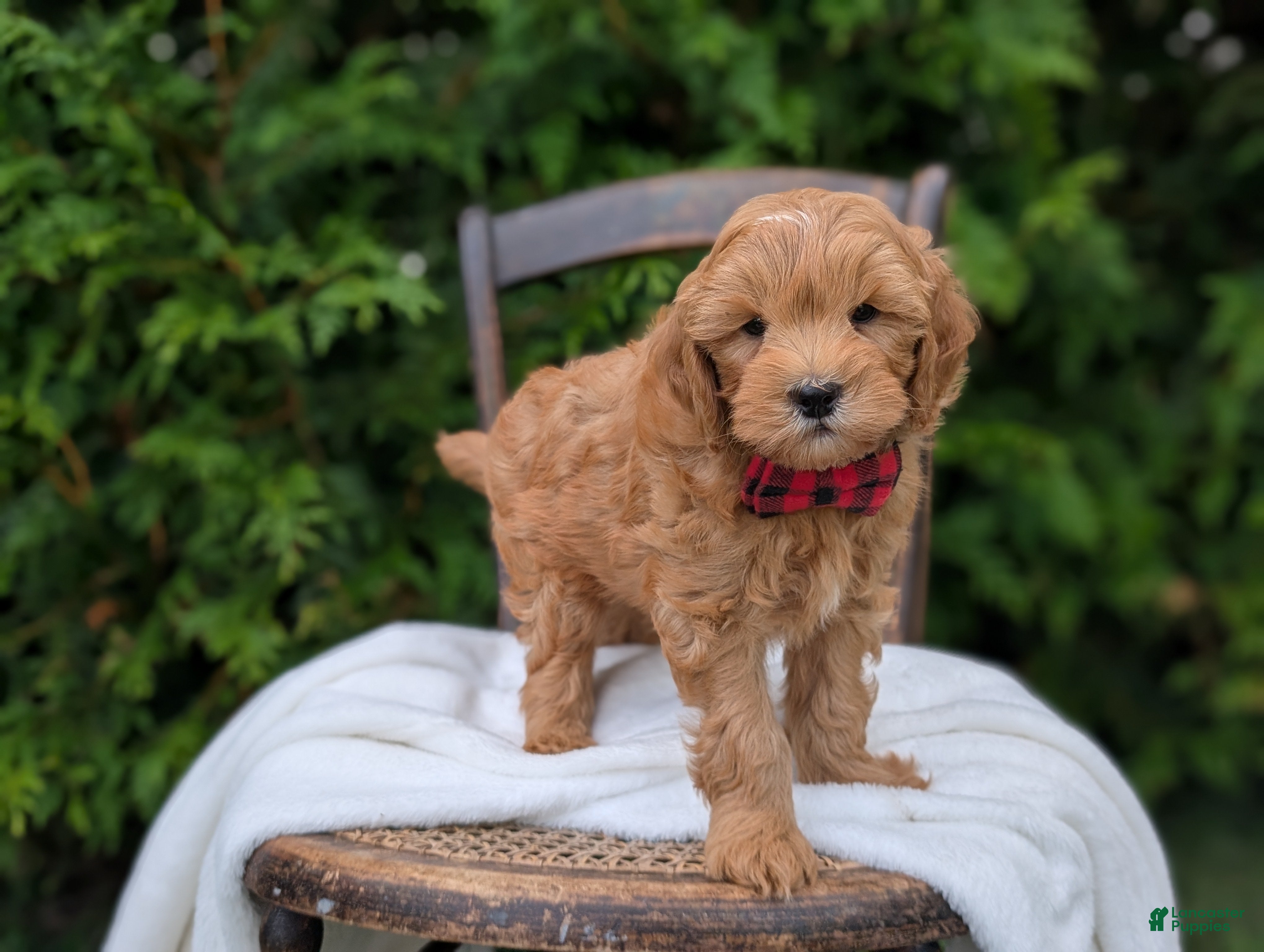 Mini Goldendoodle dogs Pumpkin - Ad 1