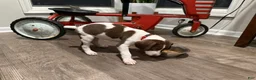 German Shorthaired Pointer dogs for sale: Phil - Ad 3