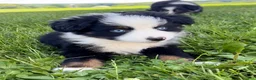 Australian Shepherd dogs for sale: Max  - Ad 5