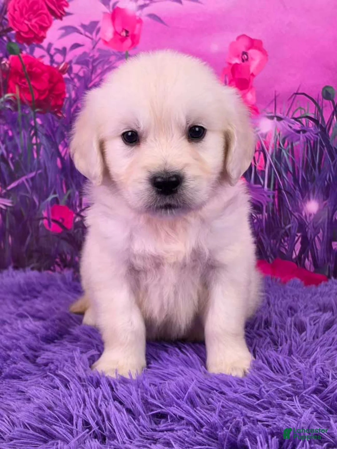 Golden Retriever dogs for sale: Lando - Ad 1