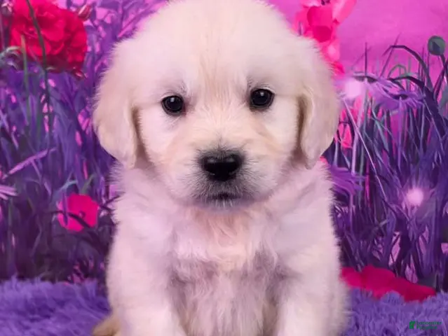 Golden Retriever dogs for sale: Lando - Ad 1