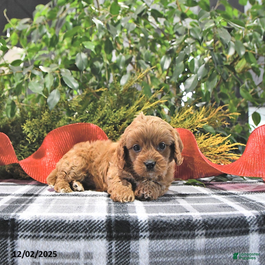 Cavapoo dogs Coco - Ad 42