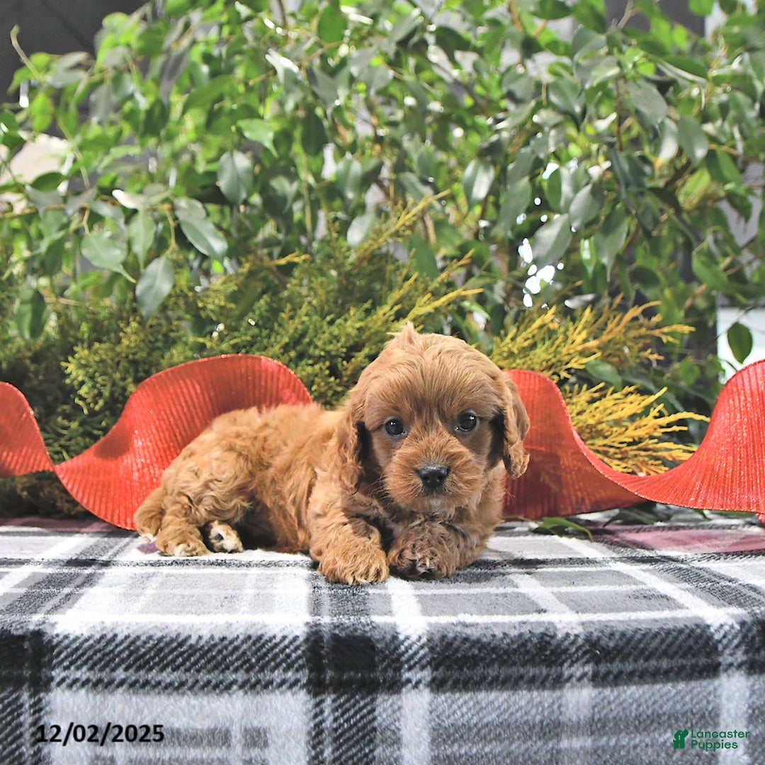 Cavapoo dogs for sale: Coco - Ad 1