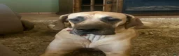Great Dane dogs for sale: Great Dane 5 - Ad 3