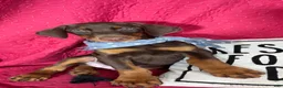 Doberman Pinscher dogs for sale: Duke - Ad 5