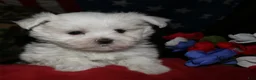 Maltese dogs for sale: Chester - Ad 6